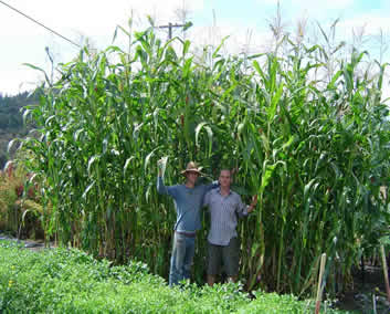 As shown here, grains like corn (maize) and wheat, as well as others, can produce large quantities of soil-building biomass in addition to producing a crop of edible grain.